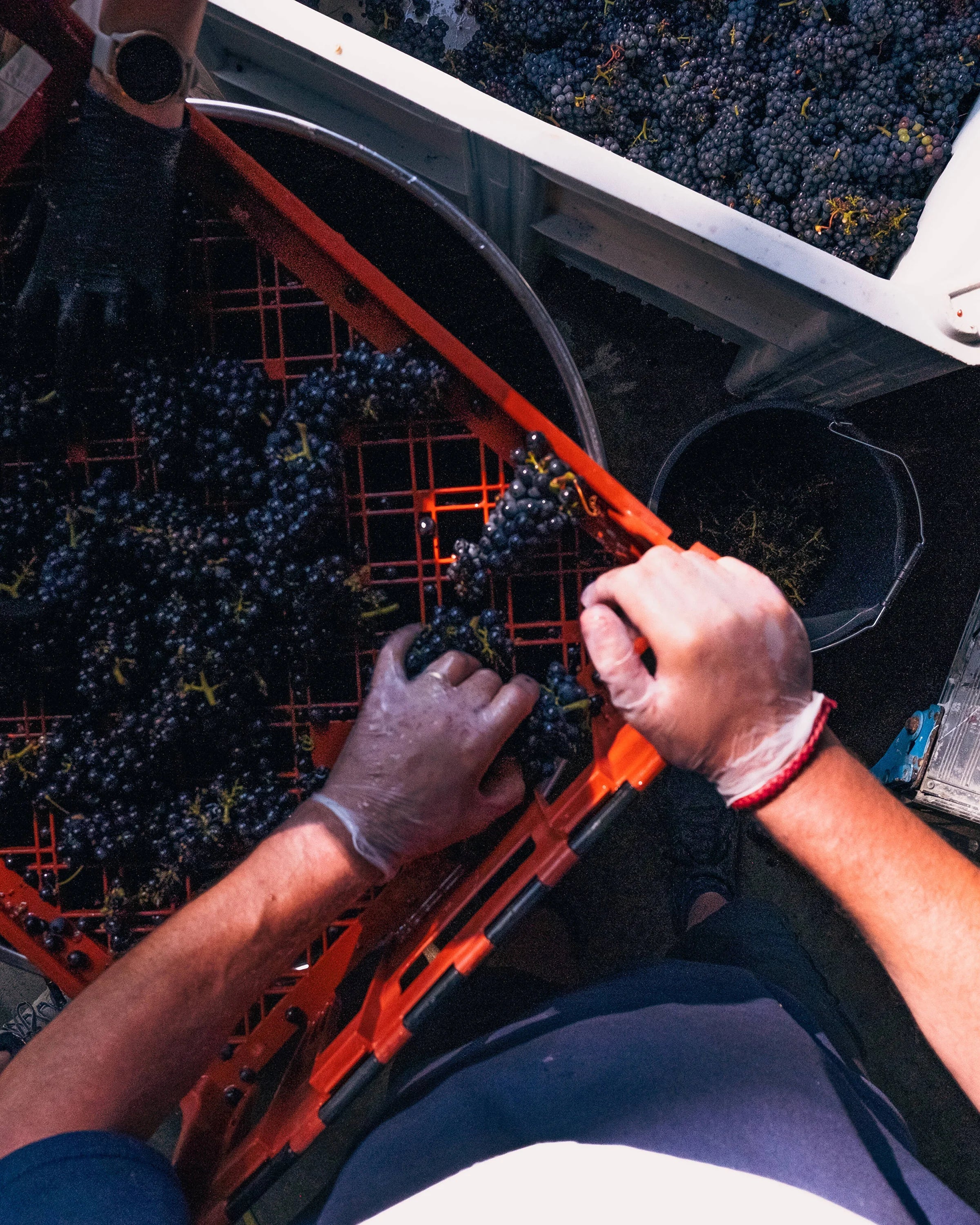 First grape harvest
