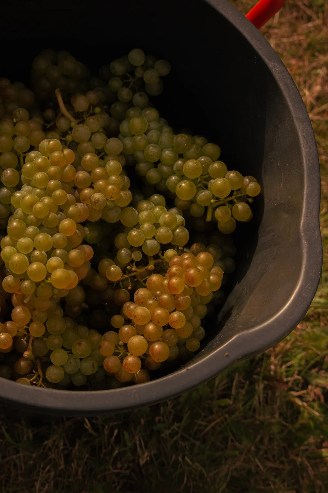 What a Wonderful Grape Harvest!