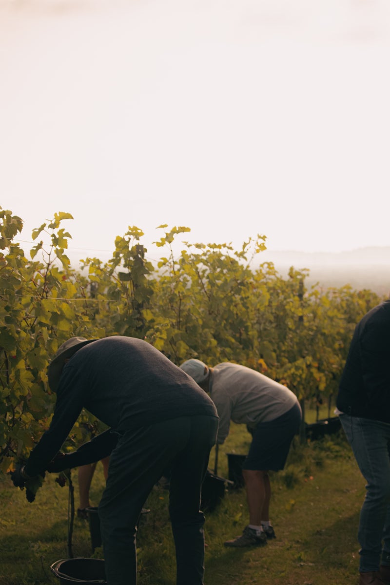 Grape Harvest 2026