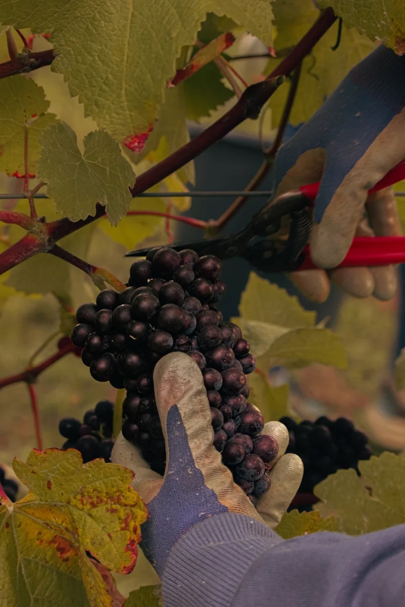 Grape Harvest 2026