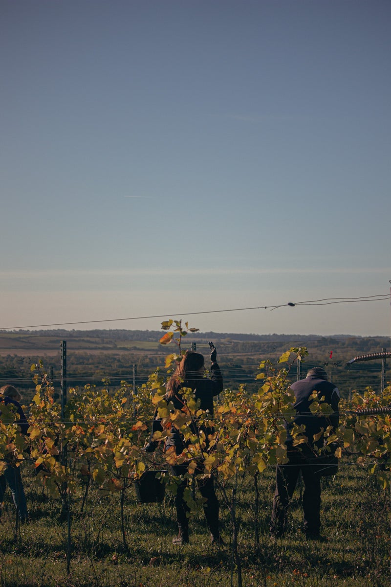 Grape Harvest 2026