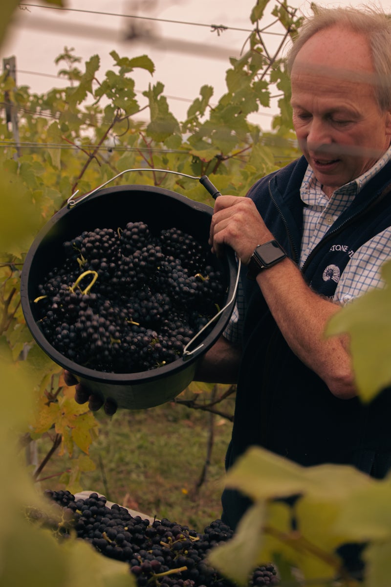Grape Harvest 2026