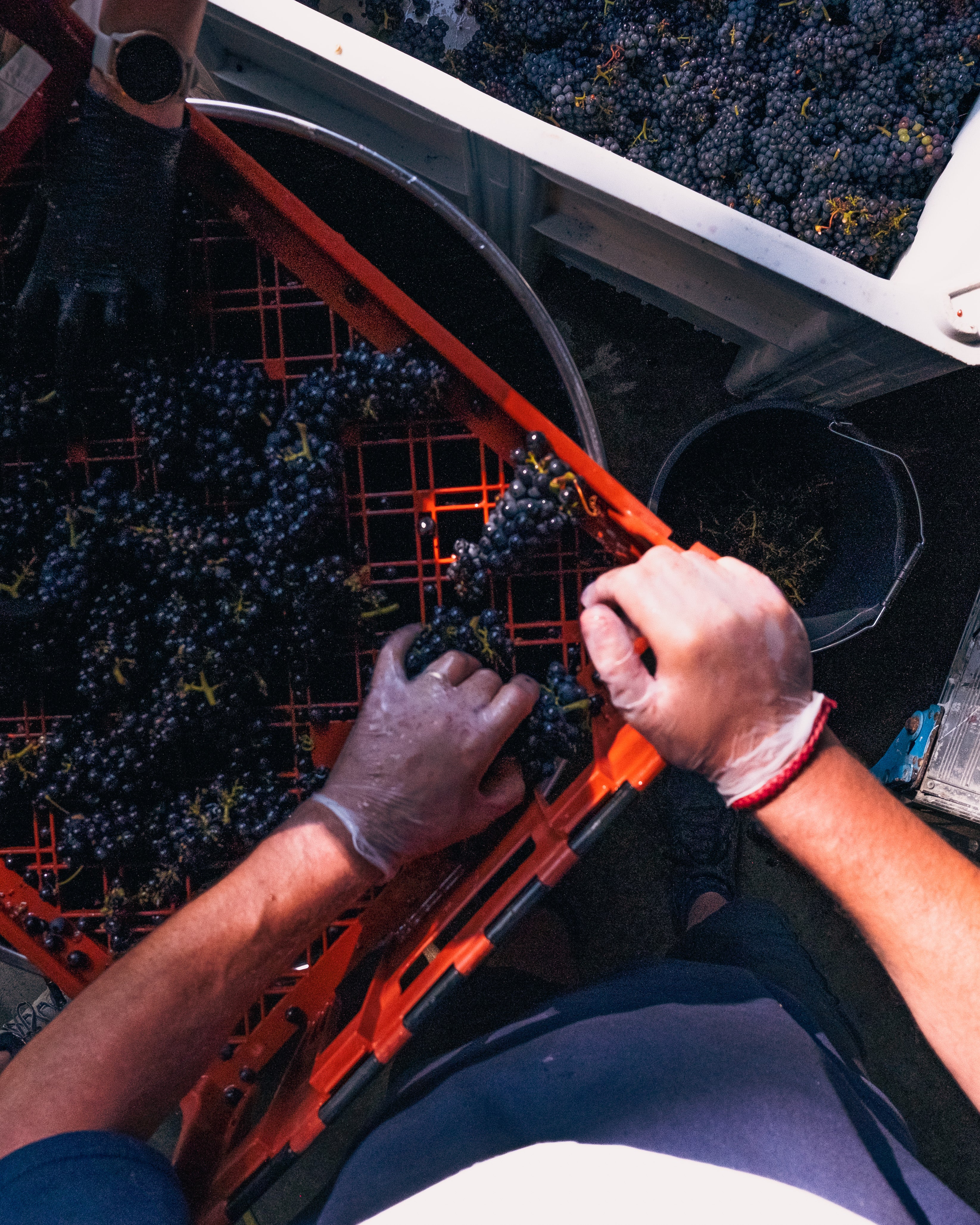 Grape Harvest 2026