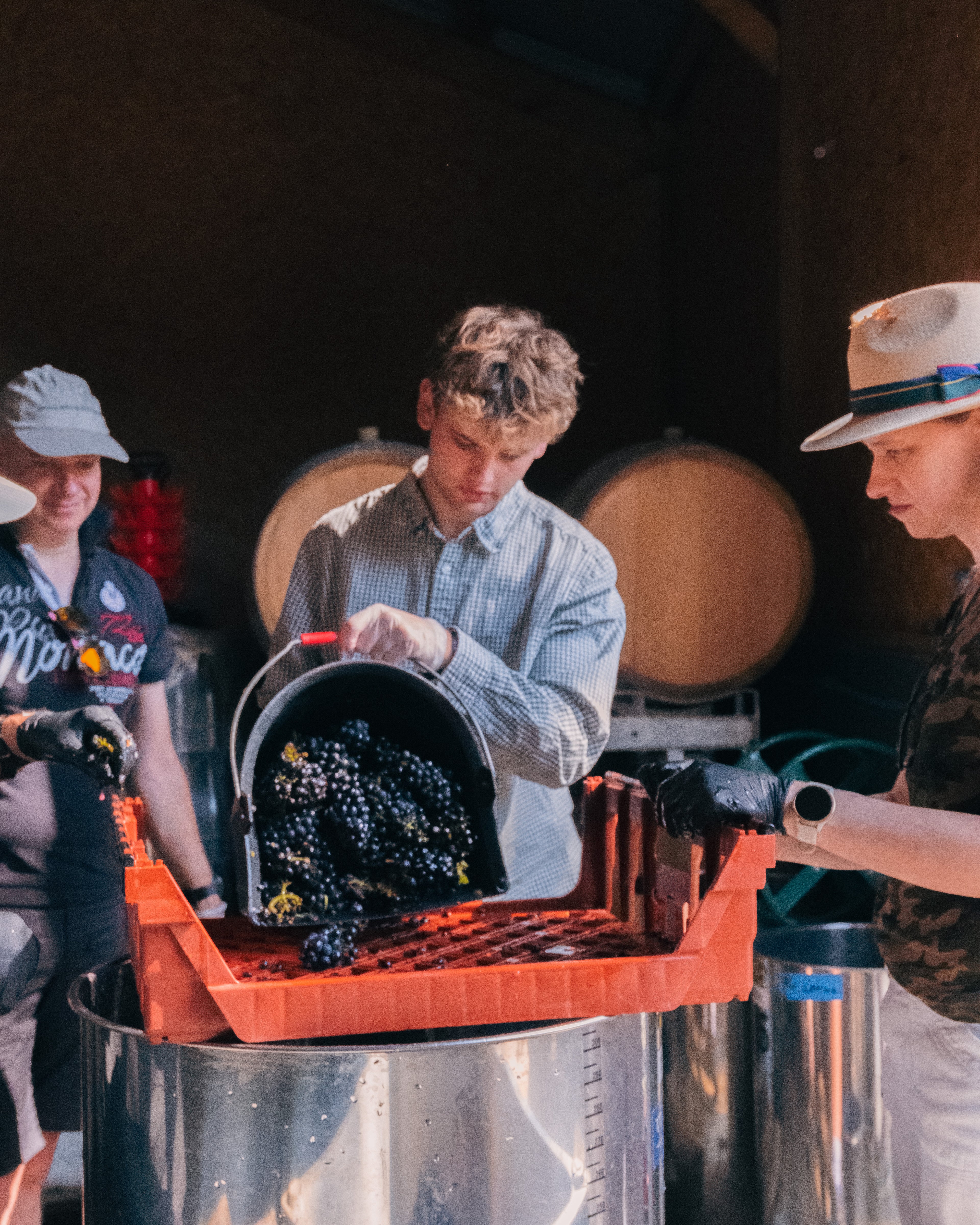 Grape Harvest 2026
