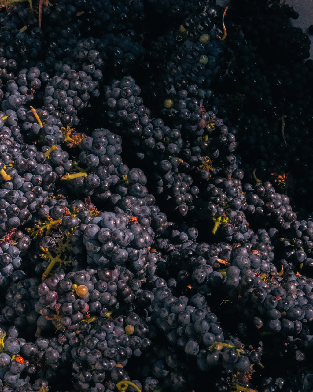 Grape Harvest 2026