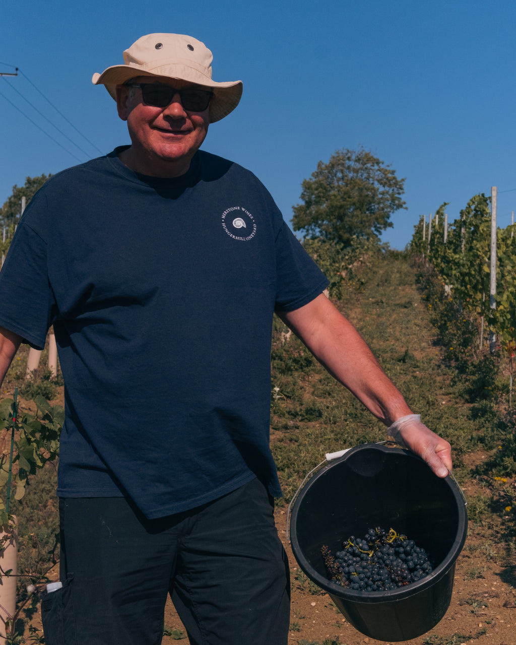 Grape Harvest 2026