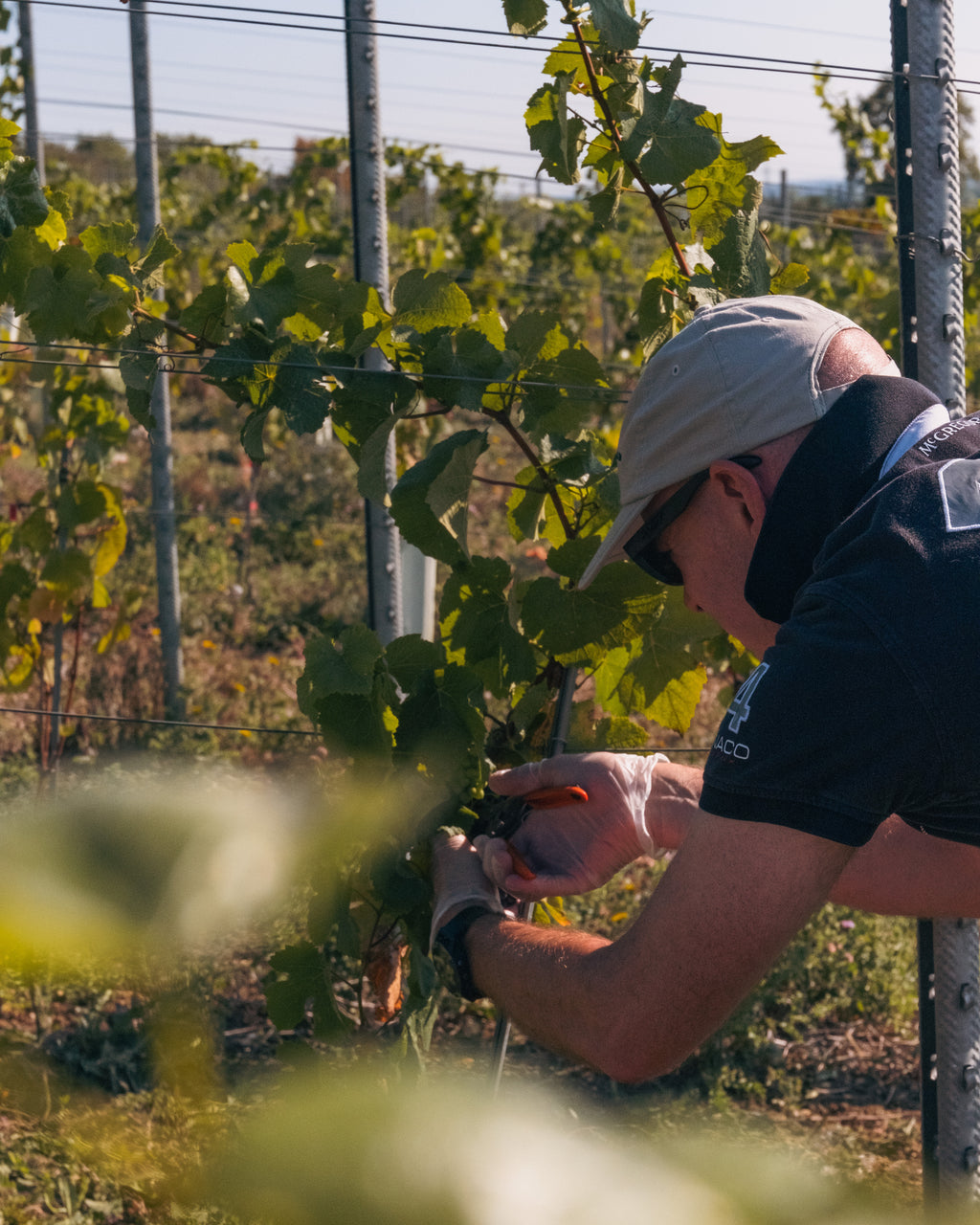 Grape Harvest 2026